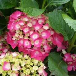 Hortensia - Hydrangea Macrophylla Baron Rouge