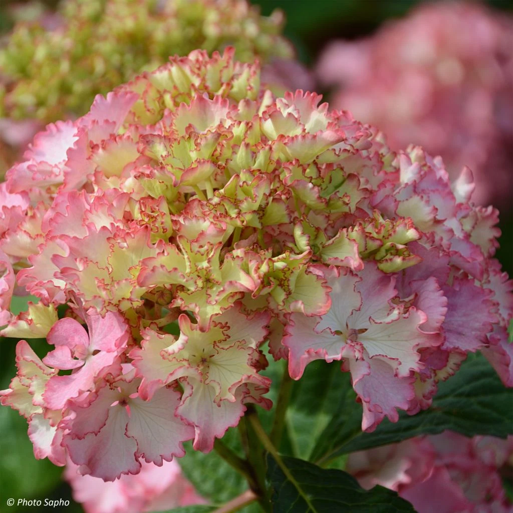 Hortensia - Hydrangea macrophylla So Long Sunny Hortensia - Hydrangea Macrophylla So Long Sunny -Graines Fleurs Boutique hydrangea macrophylla so long sunny 85613 1
