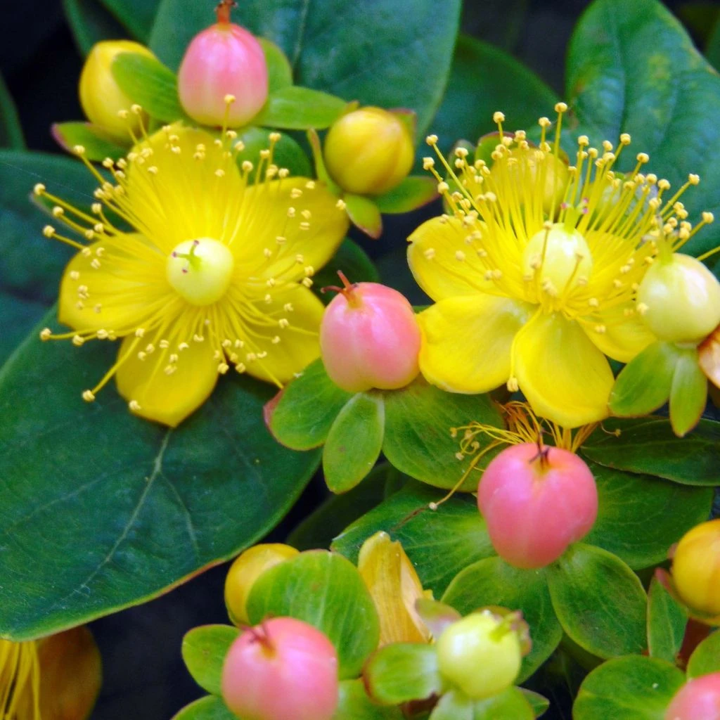 Hypericum inodorum Magical Beauty - Millepertuis Hypericum Inodorum Magical Beauty - Millepertuis -Graines Fleurs Boutique hypericum inodorum magical beauty 7897 5