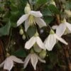 Clématite - Clematis Cirrhosa Jingle Bells