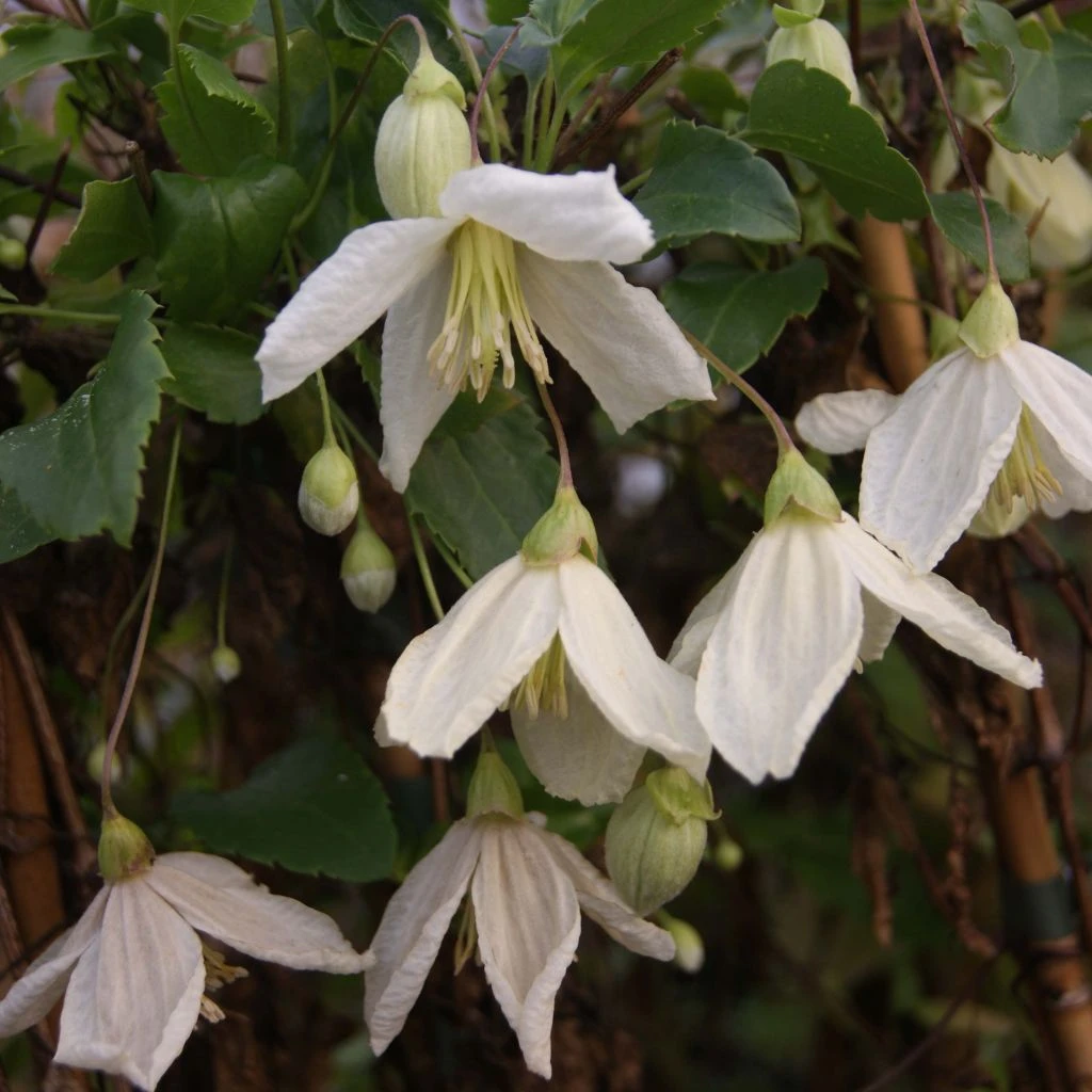 Clématite - Clematis cirrhosa Jingle Bells Clématite - Clematis Cirrhosa Jingle Bells -Graines Fleurs Boutique ilex aquifolium silver queen 87278 1