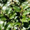 Houx Américain - Ilex Meserveae Heckenstar
