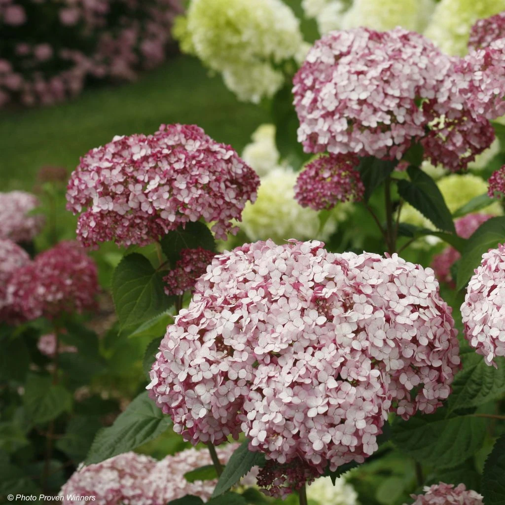 Hortensia arborescens Sweet Annabelle Hortensia Arborescens Sweet Annabelle -Graines Fleurs Boutique invincibelle blush 83729 1