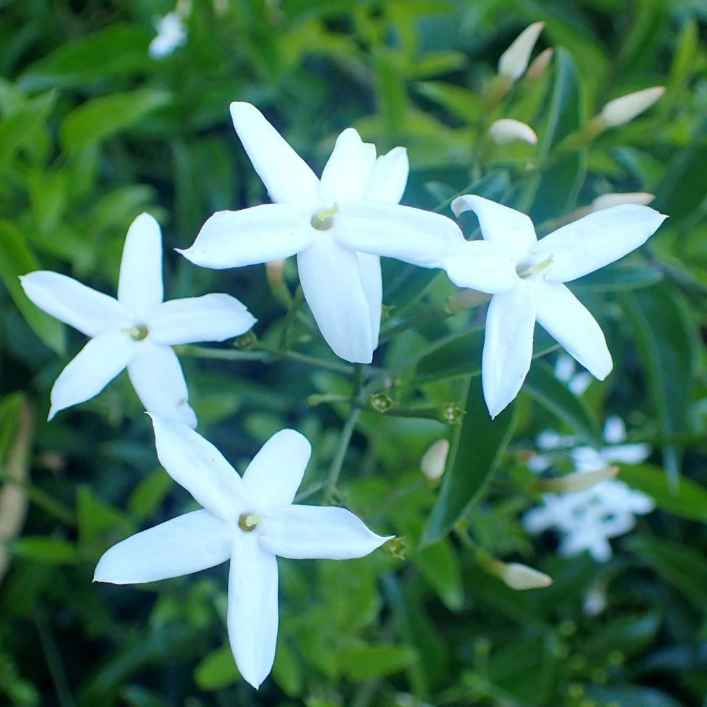Jasmin des Açores - Jasminum azoricum Jasmin Des Açores - Jasminum Azoricum -Graines Fleurs Boutique jasminum azoricum 83639 5