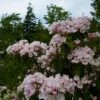Kalmia Latifolia - Laurier Des Montagnes Rose Pâle