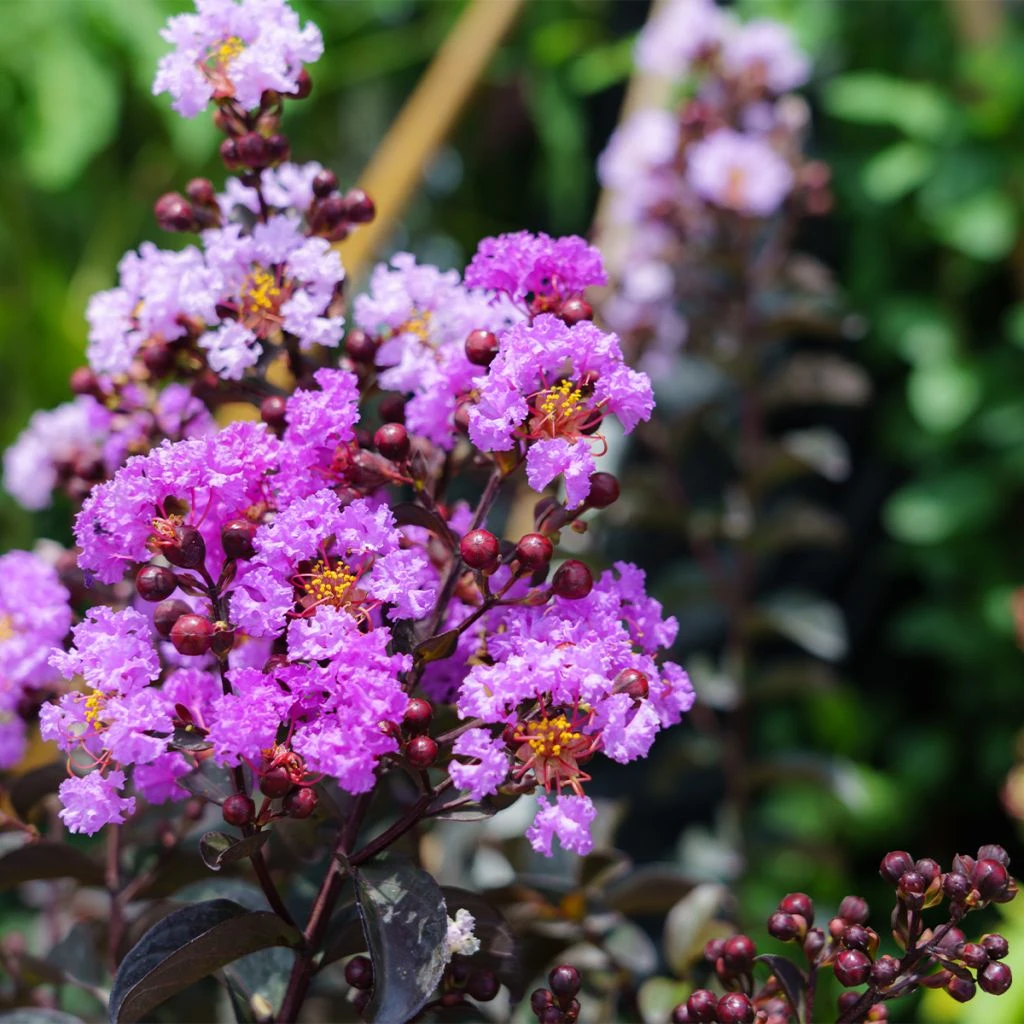 Lagerstroemia indica Black Diamond Lavender Lace - Lilas des Indes Lagerstroemia Indica Black Diamond Lavender Lace - Lilas Des Indes -Graines Fleurs Boutique lagerstroemia indica black diamond lavender lace copyright 1006861 1