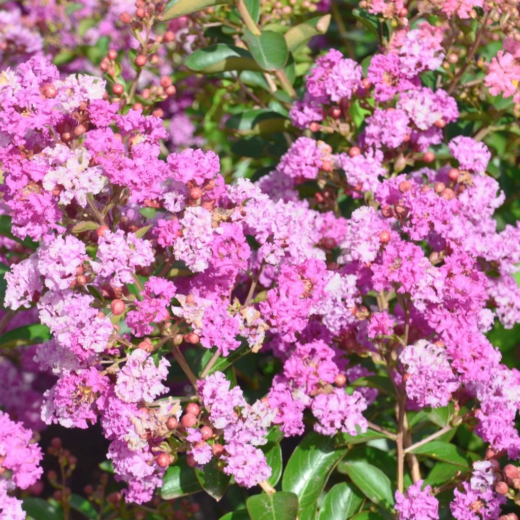 Lagerstroemia indica Summer Beauty Ozark Spring - Lilas des Indes Lagerstroemia Indica Summer Beauty Ozark Spring - Lilas Des Indes -Graines Fleurs Boutique lagerstroemia indica summer beauty ozark spring 85958 1