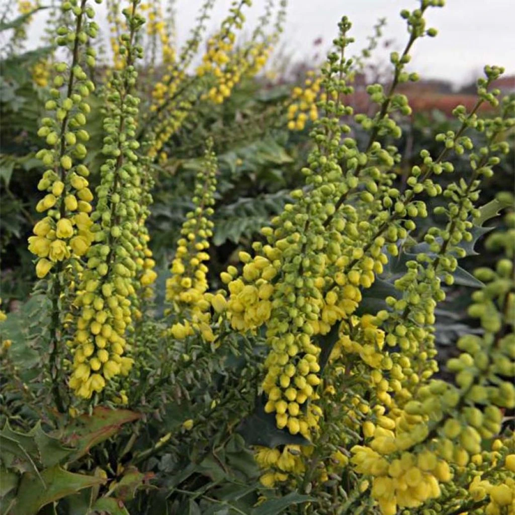Mahonia media Winter Sun Mahonia Media Winter Sun -Graines Fleurs Boutique mahonia media winter sun 84174 1