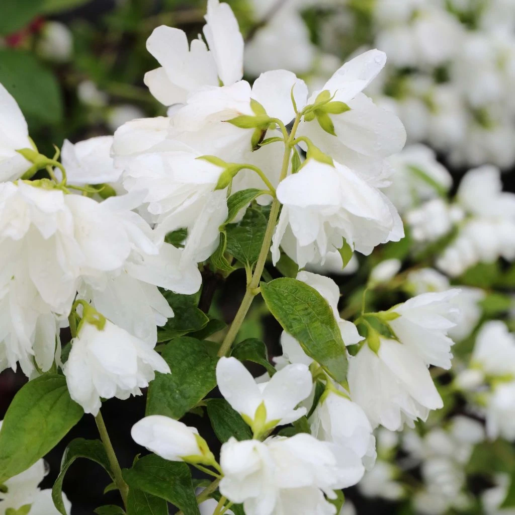 Philadelphus Little White Love - Seringat nain. Philadelphus Little White Love - Seringat Nain. -Graines Fleurs Boutique philadelphus little white love 84191 1