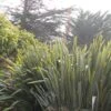 Phormium Tenax - Lin De Nouvelle-Zélande