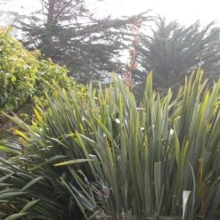 Phormium Tenax - Lin De Nouvelle-Zélande