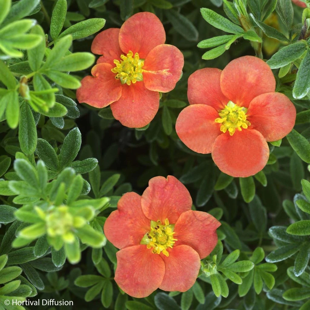Potentille arbustive - Potentilla fruticosa Red'issima Potentille Arbustive - Potentilla Fruticosa Red'issima -Graines Fleurs Boutique potentilla fruticosa red issima 100815 1