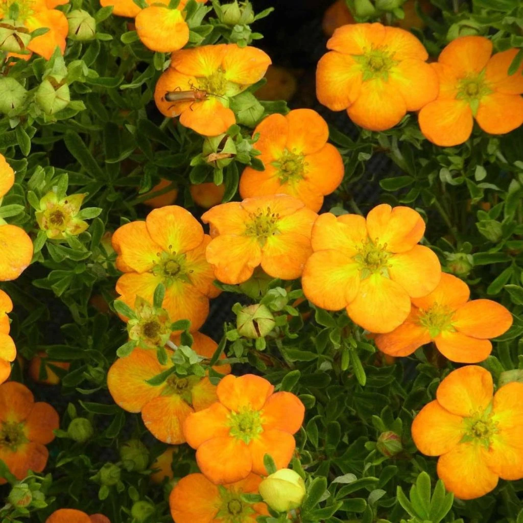 Potentille arbustive Bella Sol - Potentilla fruticosa Potentille Arbustive Bella Sol - Potentilla Fruticosa -Graines Fleurs Boutique potentille arbustive bella sol 85478 1