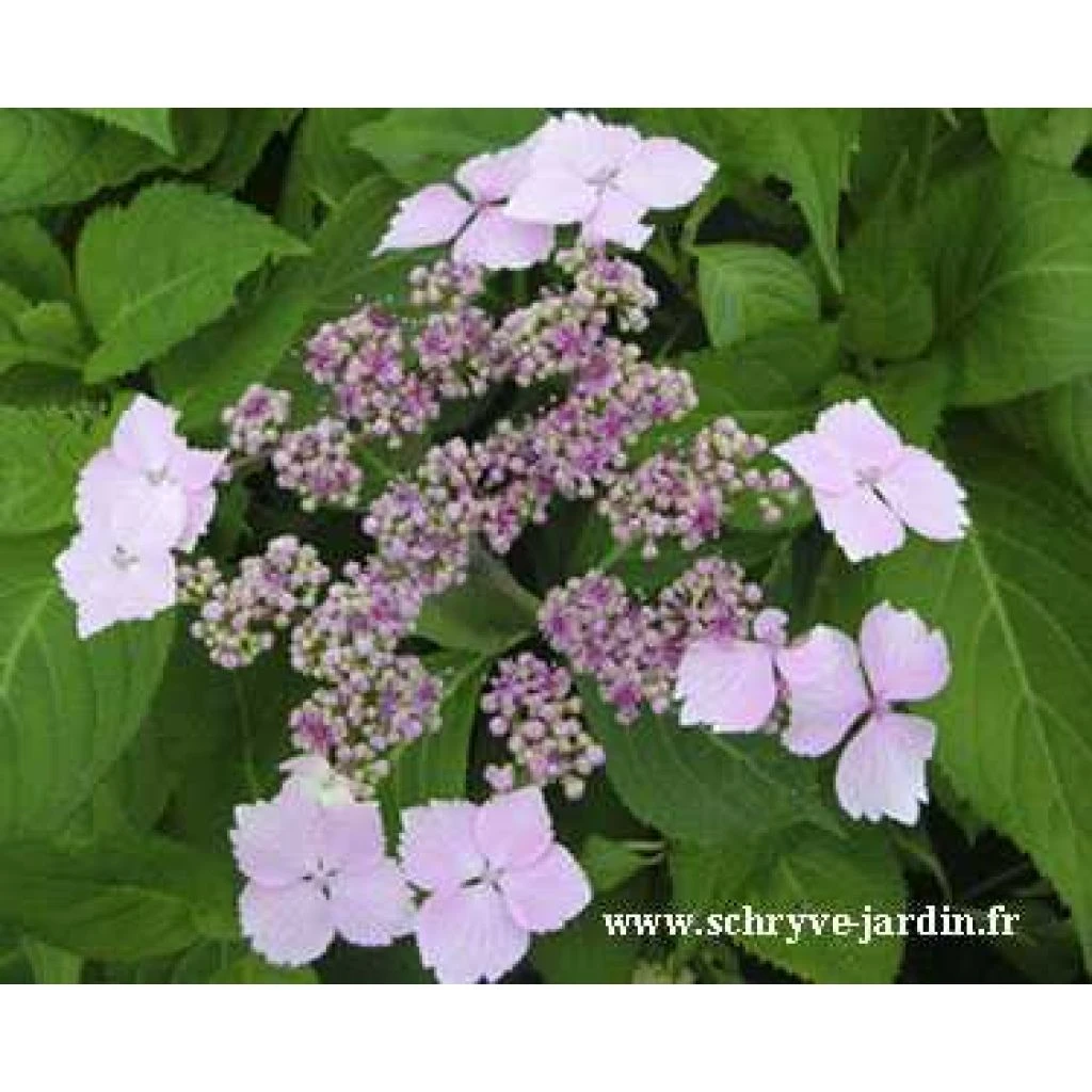 Hortensia Serrata Princesse Eugénie Hortensia Serrata Princesse Eugénie -Graines Fleurs Boutique princesse eugenie