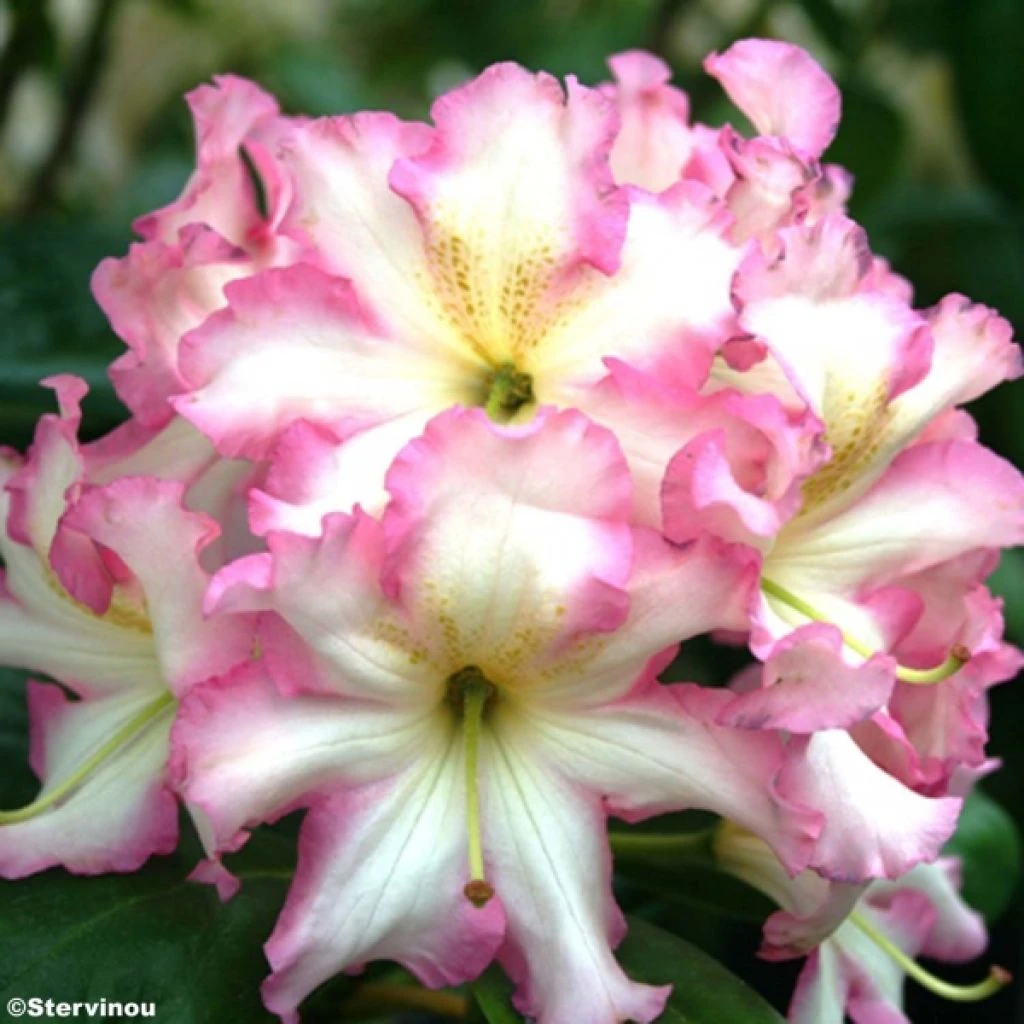 Rhododendron Melrose Flash - Grand Rhododendron Rhododendron Melrose Flash - Grand Rhododendron -Graines Fleurs Boutique rhododendron melrose flash 781743 1
