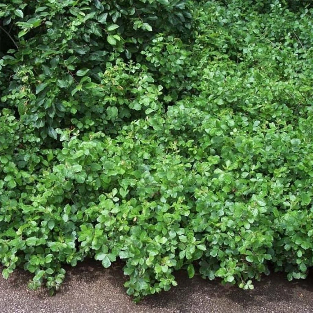 Sumac aromatique - Rhus aromatica Gro-Low Sumac Aromatique - Rhus Aromatica Gro-Low -Graines Fleurs Boutique rhus aromatica gro low 84285 1