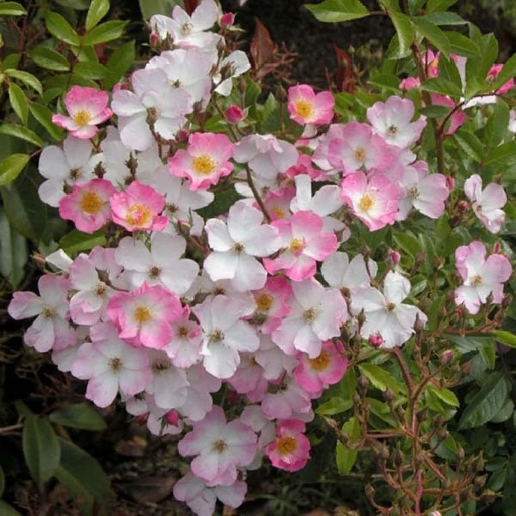 Rosier tige Ballerina Rosier Tige Ballerina -Graines Fleurs Boutique rosier arbustif ballerina 771496 1 1