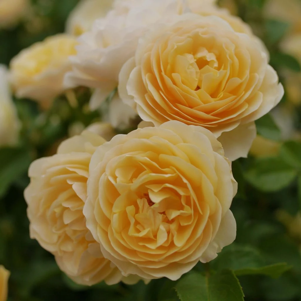 Rosier David Austin Graham Thomas Rosier David Austin Graham Thomas -Graines Fleurs Boutique rosier david austin graham thomas 7714552 1