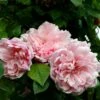 Rosier Grimpant Albertine