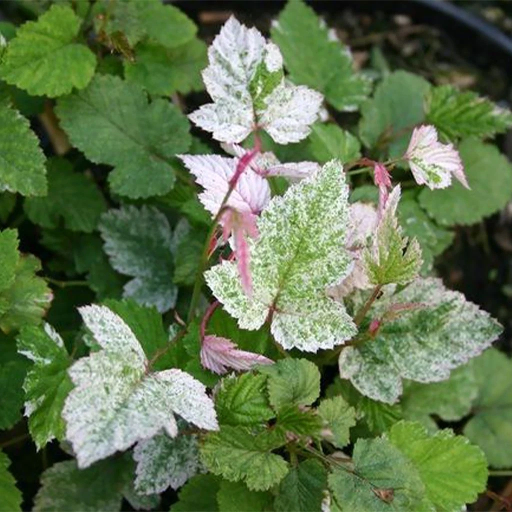 Rubus microphyllus Variegatus - Ronce d'ornement panachée Rubus Microphyllus Variegatus - Ronce D'ornement Panachée -Graines Fleurs Boutique rubus microphyllus variegatus v 19364 1