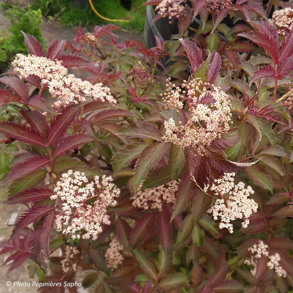 Sambucus nigra Serenade - Sureau noir Sambucus Nigra Serenade - Sureau Noir -Graines Fleurs Boutique sambucus nigra serenade 84312 1