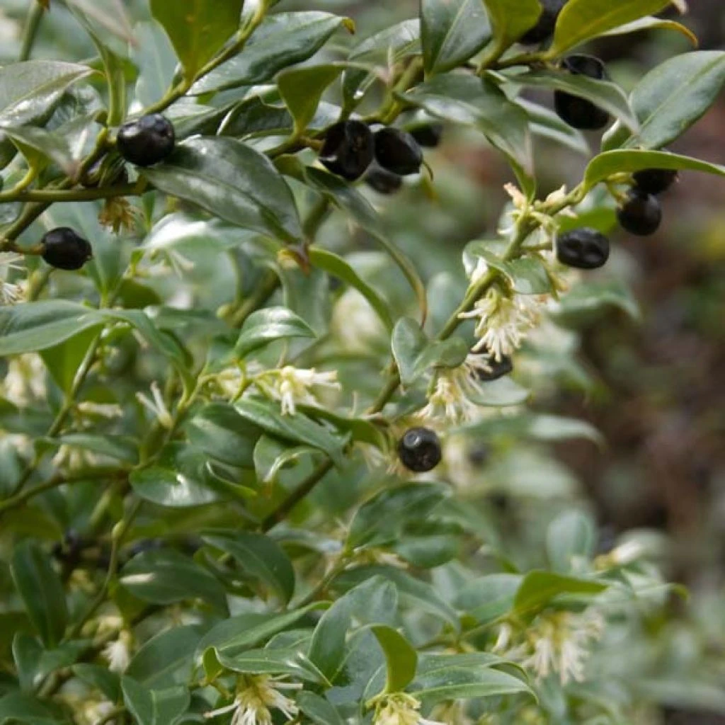 Sarcococca hookeriana Sarcococca Hookeriana -Graines Fleurs Boutique sarcococcas hookeriana type 7816000 1