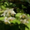 Styrax Japonica - Styrax Japonais