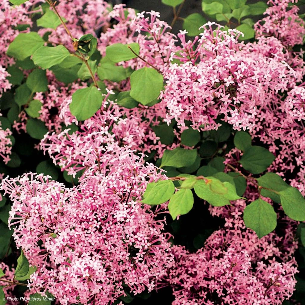 Lilas à petites feuilles - Syringa Red Pixie Lilas à Petites Feuilles - Syringa Red Pixie -Graines Fleurs Boutique syringa red pixie 9683 1