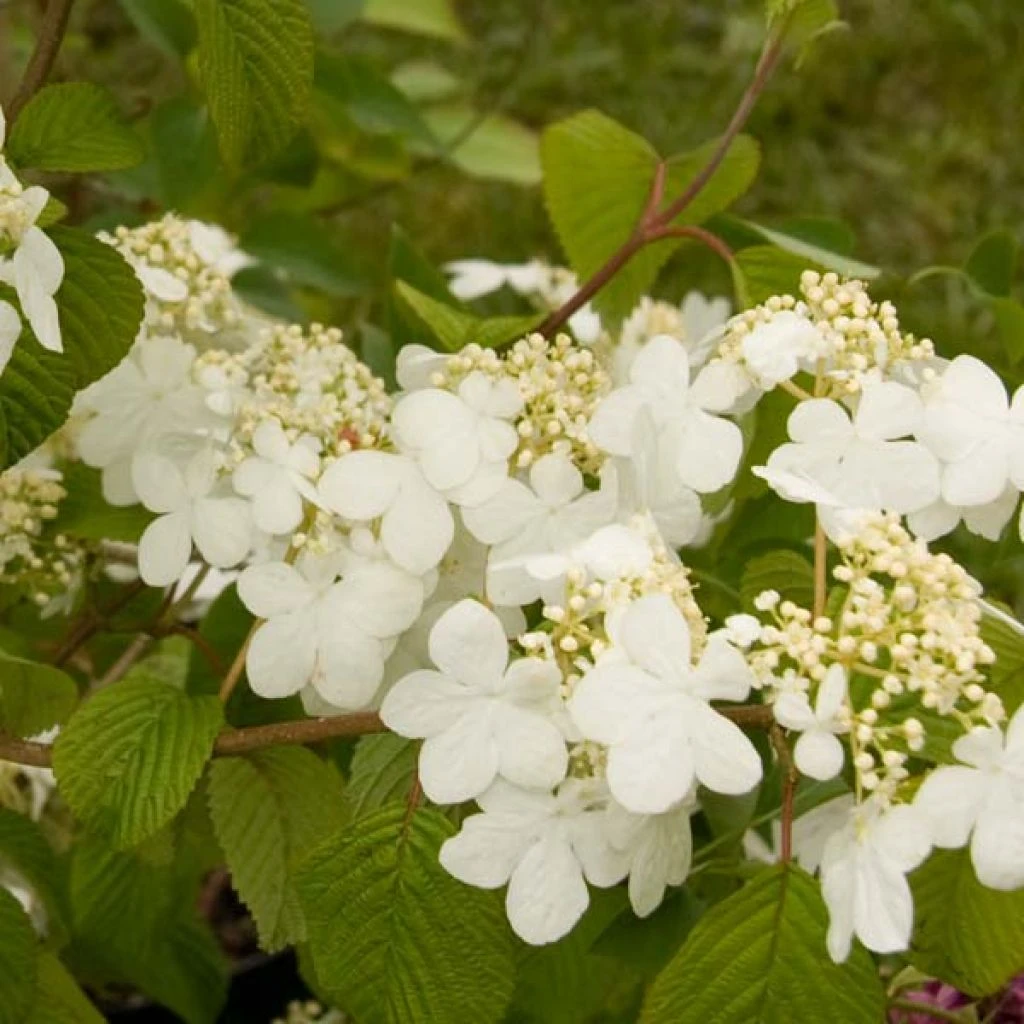 Viorne - Viburnum plicatum Summer Snow Flake Viorne - Viburnum Plicatum Summer Snow Flake -Graines Fleurs Boutique viburnum plicatum summer snow flake 7518 1