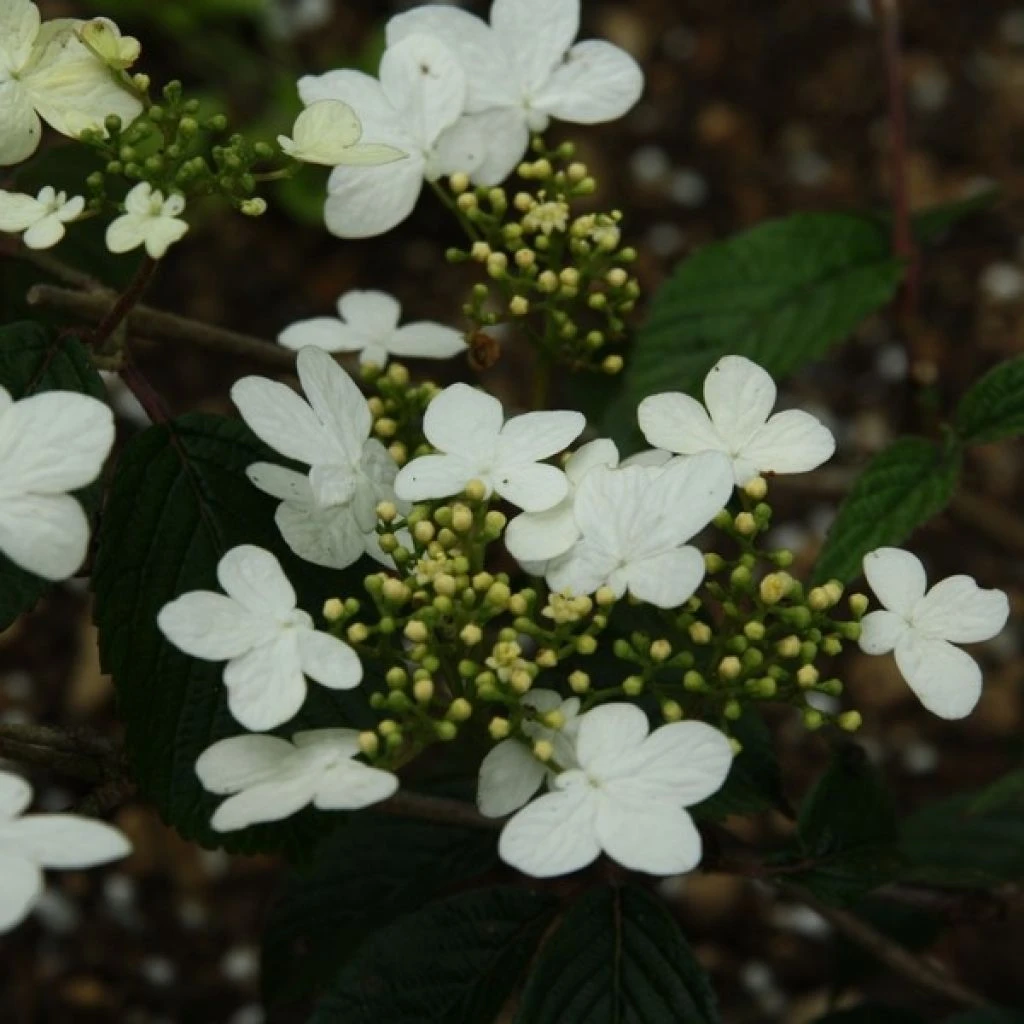 Viorne - Viburnum plicatum Watanabe Viorne - Viburnum Plicatum Watanabe -Graines Fleurs Boutique viorne viburnum plicatum watanabe PC douce 1