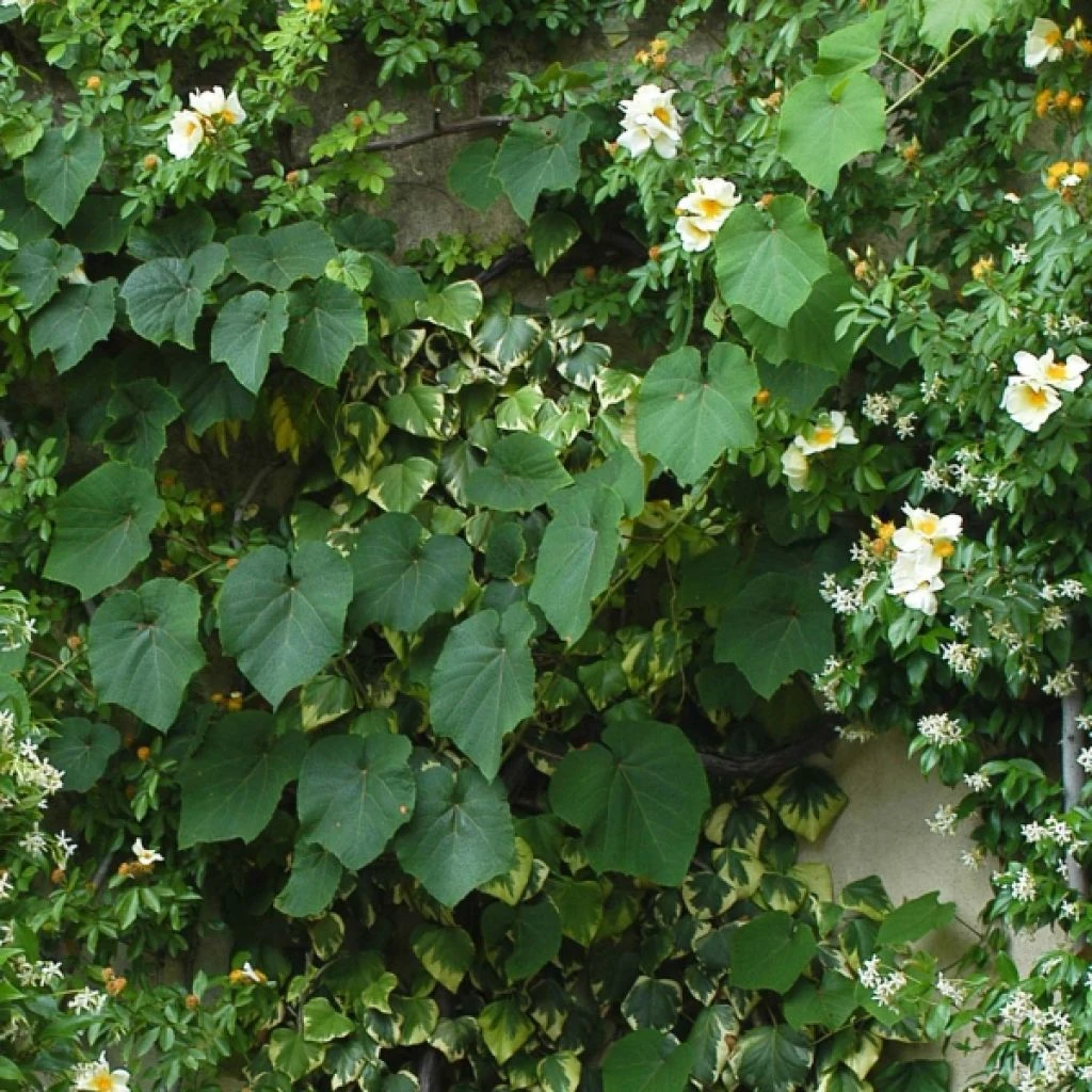 Vigne d'ornement - Vitis coignetiae Vigne D'ornement - Vitis Coignetiae -Graines Fleurs Boutique vitis coignetiae 681476 1