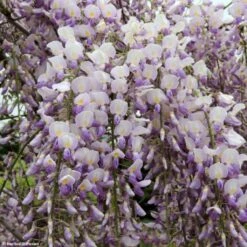 Glycine Grande Diva Maria - Wisteria (x) Venusta