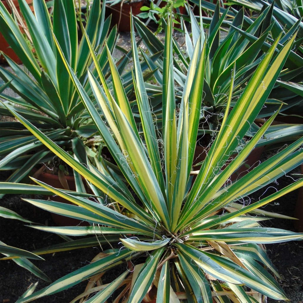 Yucca Bright Star - Yucca panaché Yucca Bright Star - Yucca Panaché -Graines Fleurs Boutique yucca bright star 850632 1
