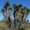 Yucca Filifera - Yucca Filifère