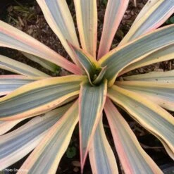 Yucca Gloriosa Citrus Twist® - Dague Espagnole